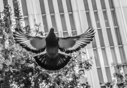 Vuelo de ave en la plaza San Francisco - Guayaquil - Ecuador